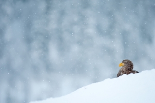 vogelimschnee