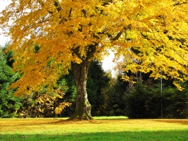 Linde im goldenen Herbstlaub