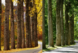 Pappelallee im Herbst und Sommer